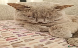 British Shorthair cats for sale: Pretty Lilac BSH Lana - Image 3