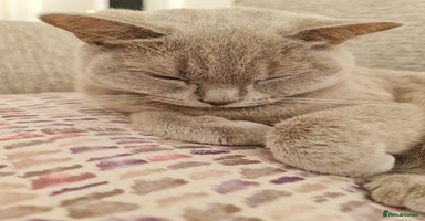 British Shorthair cats - Advert 1