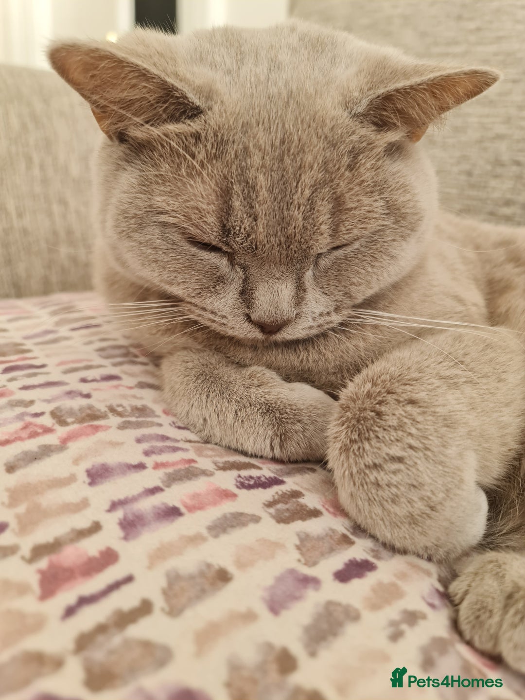 British Shorthair cats for sale: Pretty Lilac BSH Lana - Image 3
