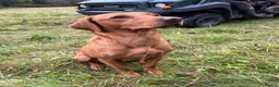 Labrador Retriever dogs for sale: KC + Health Checked Yellow Bitch Pup - Advert 4