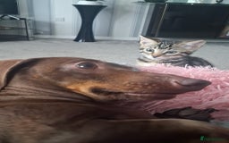 Bengal cats for sale: Frankie. Bengal X Moggy - Image 9