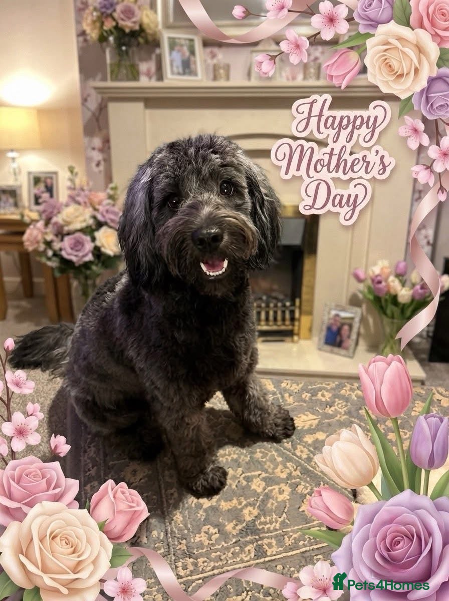 Cavapoochon dogs Bouncy loving boy - Advert 1