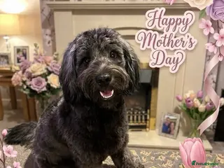 Cavapoochon dogs Bouncy loving boy - Advert 1