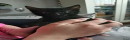 Domestic Shorthair cats for sale: Kittens for sale - Advert 9