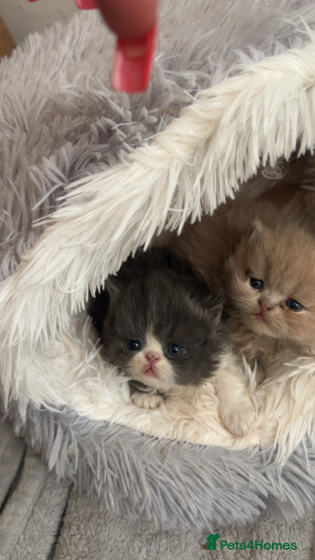 Persian cats for sale:  ** ✨READY  **  EVE 2x beautiful Persians✨ **   - Advert 1