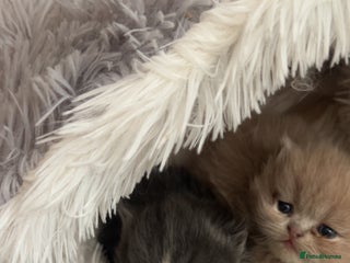 Persian cats 🎄✨READY CHRISTMAS EVE 2x beautiful Persians✨🎄 - Advert 4