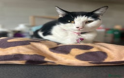 Turkish Van cats for sale: Turkish van kittens - Image 12