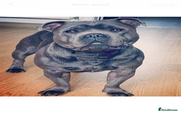 Staffordshire Bull Terrier dogs for sale: Staffordshire bull terrier puppies  - Image 4