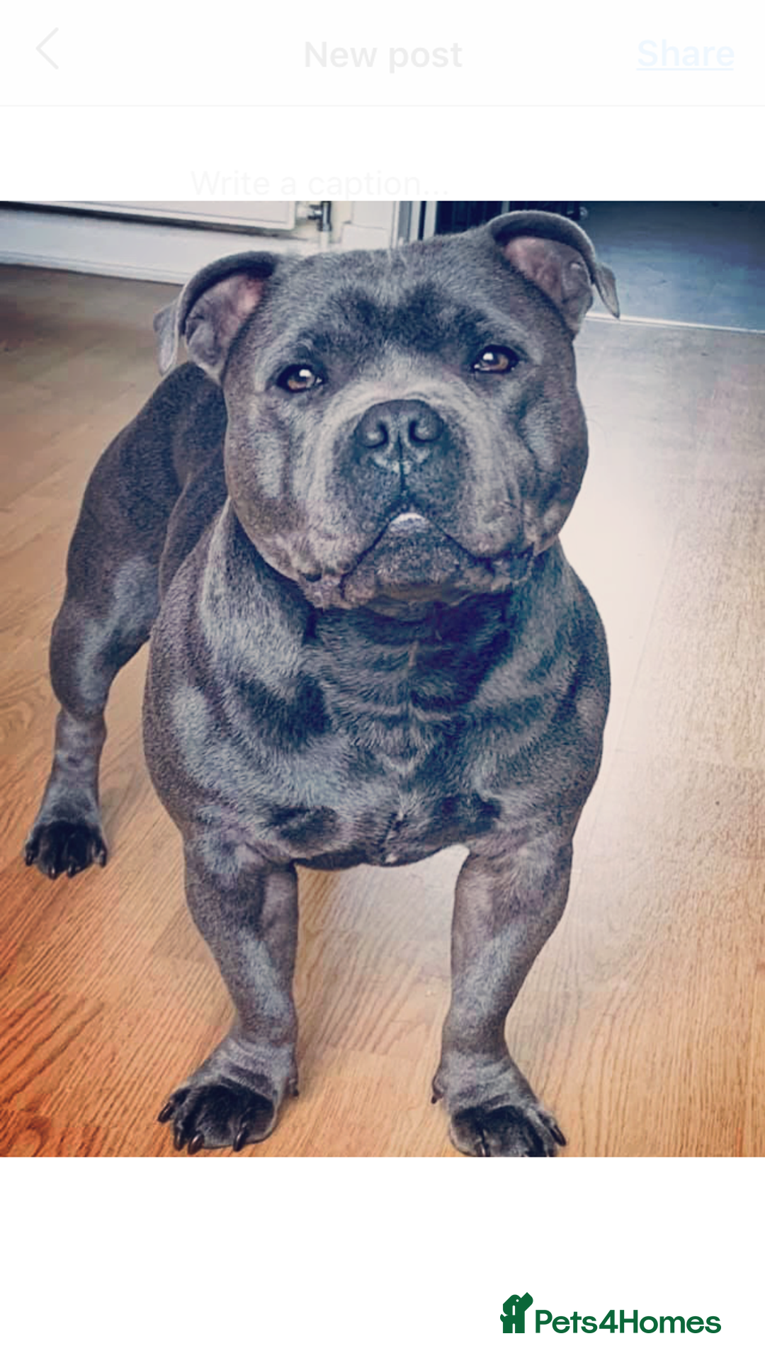 Staffordshire Bull Terrier dogs for sale: Staffordshire bull terrier puppies  - Image 4
