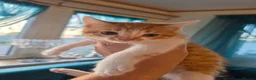 Mixed Breed cats for sale: 9 kittens for sale family pets very friendly  - Advert 8