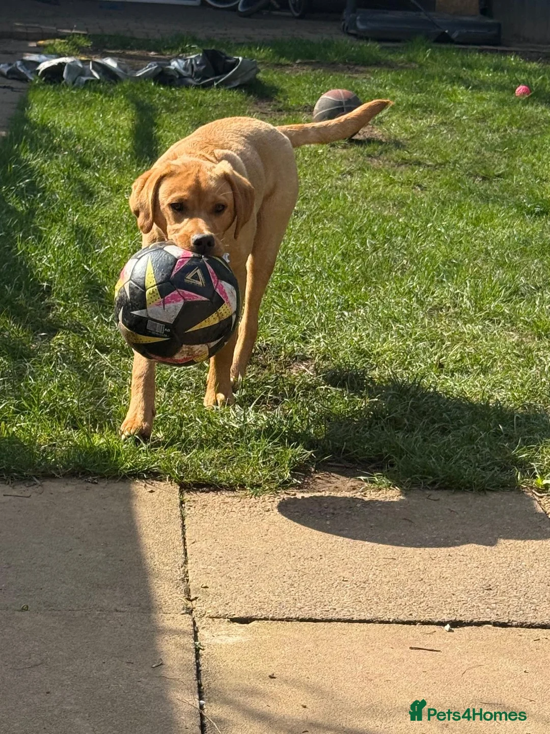 Labrador Retriever dogs for sale: Teddie in Coventry - Advert 1