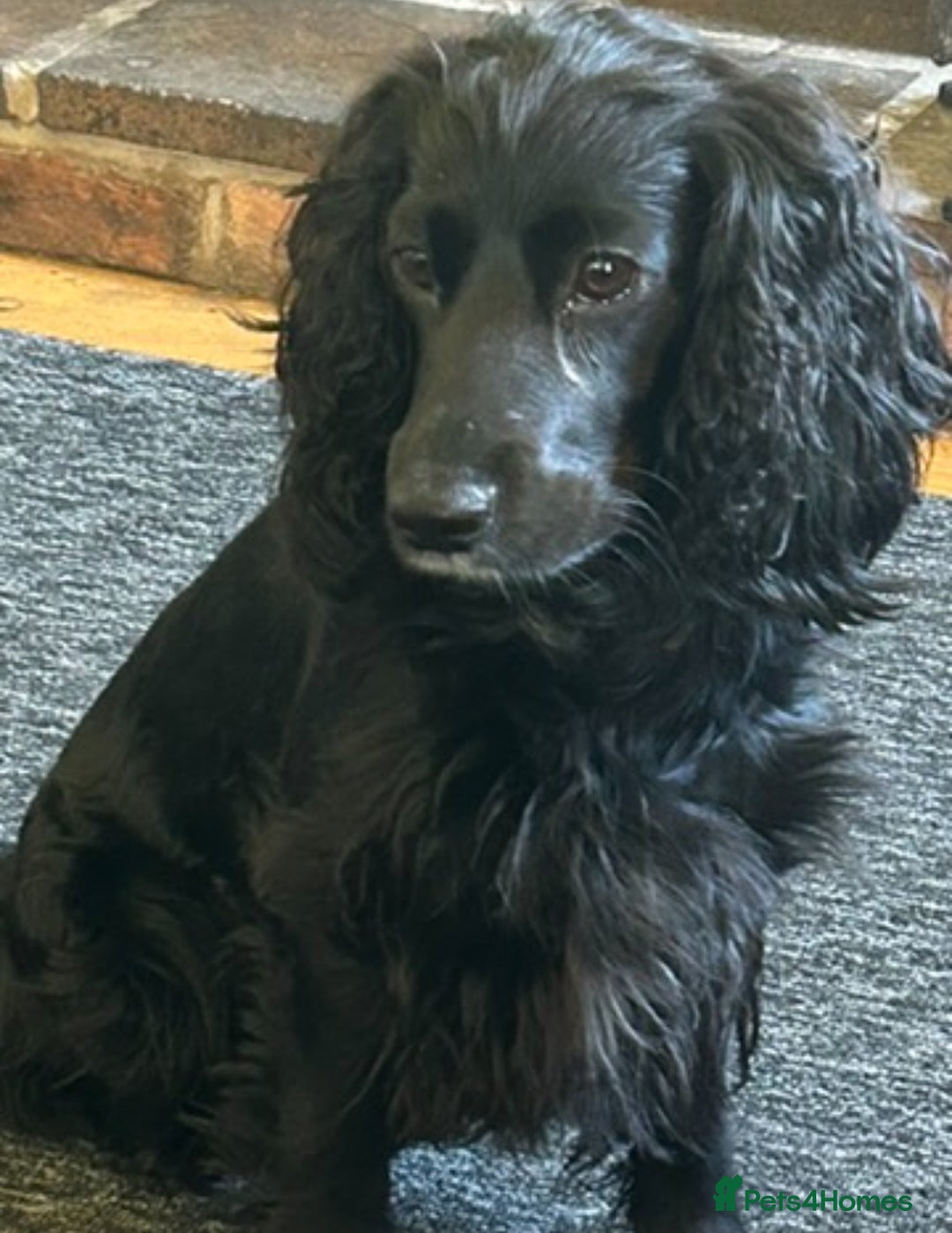 Cocker Spaniel dogs for sale: Cocker Spaniel Purebred Puppies Bitches available - Image 7