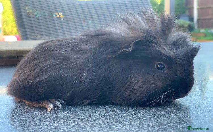 Guinea Pig rodents - Advert 12