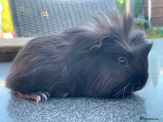 Guinea Pig rodents - Advert 24