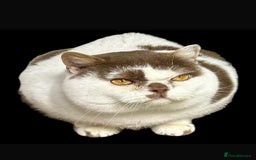 British Shorthair cats for sale: 😍 READY NOW gccf reg British shorthair kittens - Advert 19