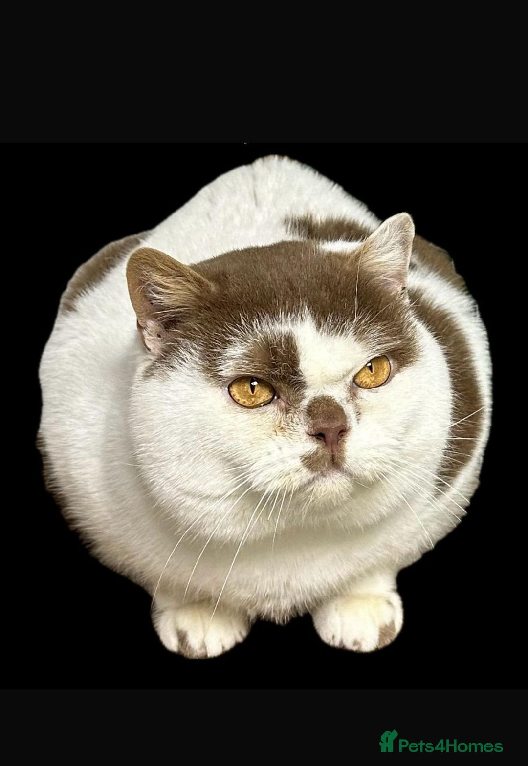 British Shorthair cats for sale: 😍 READY NOW gccf reg British shorthair kittens - Advert 19