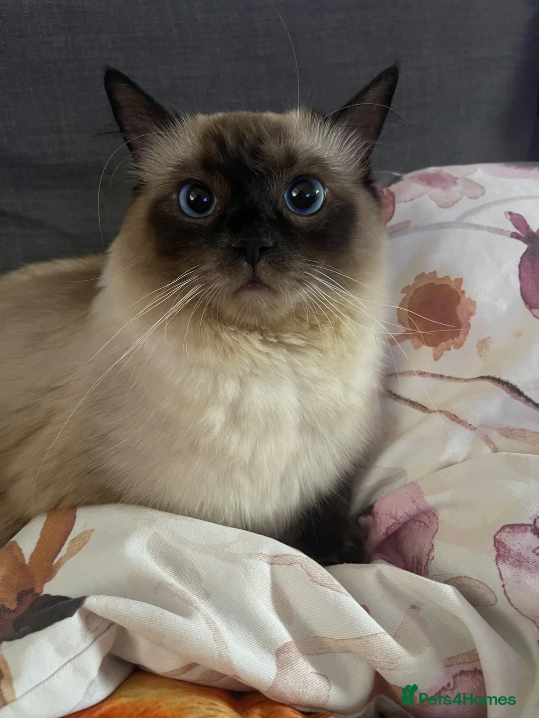 Ragdoll cats for sale: Beautiful Ragdolls for sale  in Halesowen - Advert 5