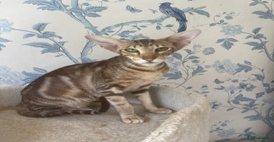 Oriental cats - Advert 2