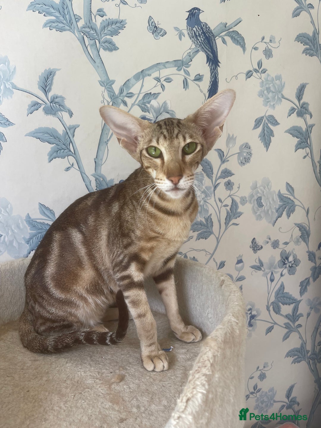 Oriental cats for sale: Adult Girl Is Looking for New Home - Image 3