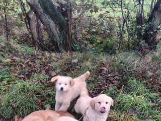 Golden Retriever dogs Golden retriever - Advert 1