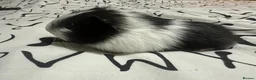 Guinea Pig rodents for sale: Baby guinea pig/ boys - Advert 6