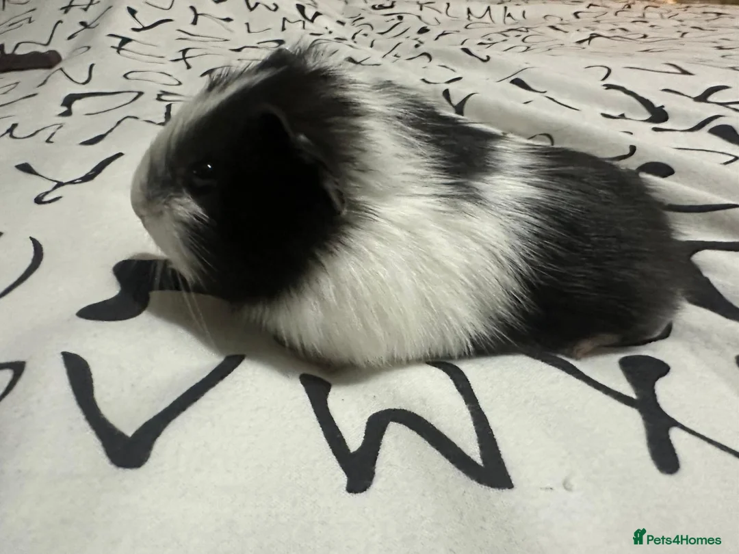 Guinea Pig rodents for sale: Baby guinea pig/ boys - Advert 6