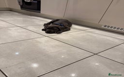 Cane Corso dogs for sale: Came Corao Pup - Image 7