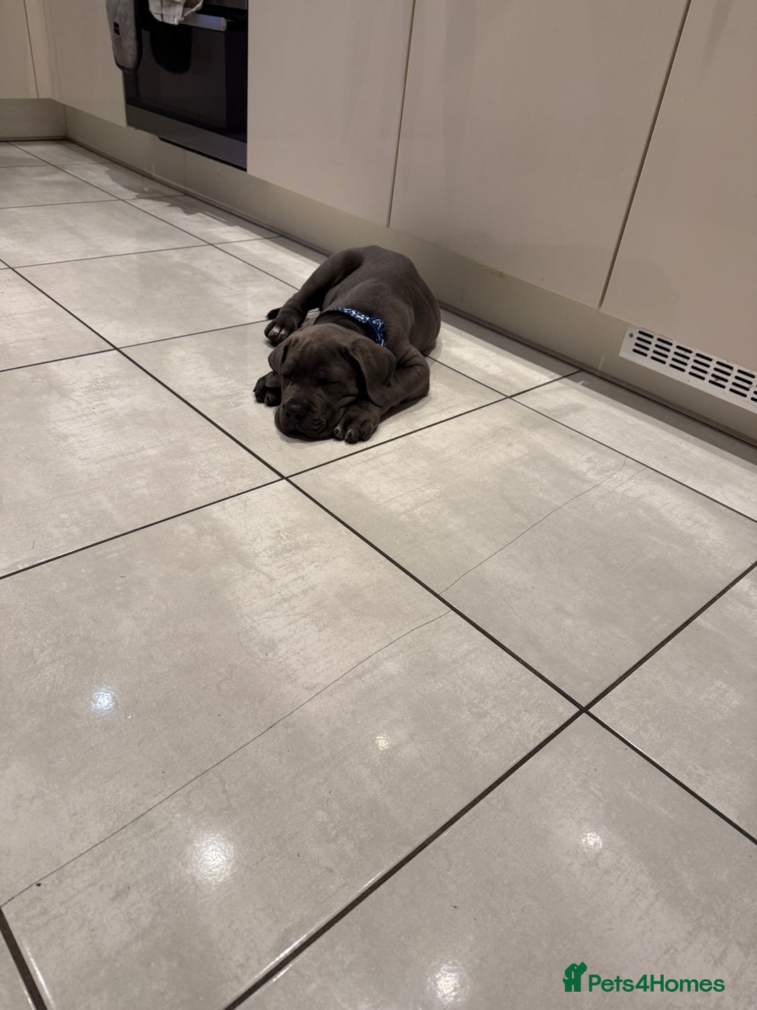 Cane Corso dogs for sale: Came Corao Pup - Image 7