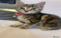 Mixed Breed cats for sale: Jelly bean looking for her forever home 🏡 🫘 🥰 - Image 5