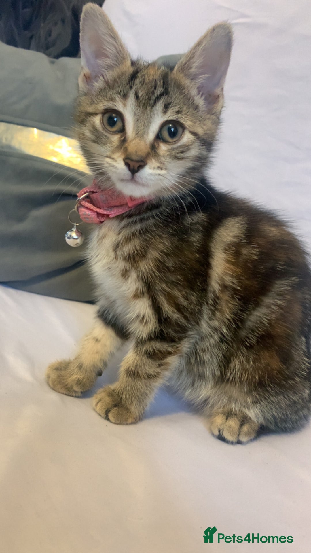Mixed Breed cats for sale: Jelly bean looking for her forever home 🏡 🫘 🥰 - Image 5