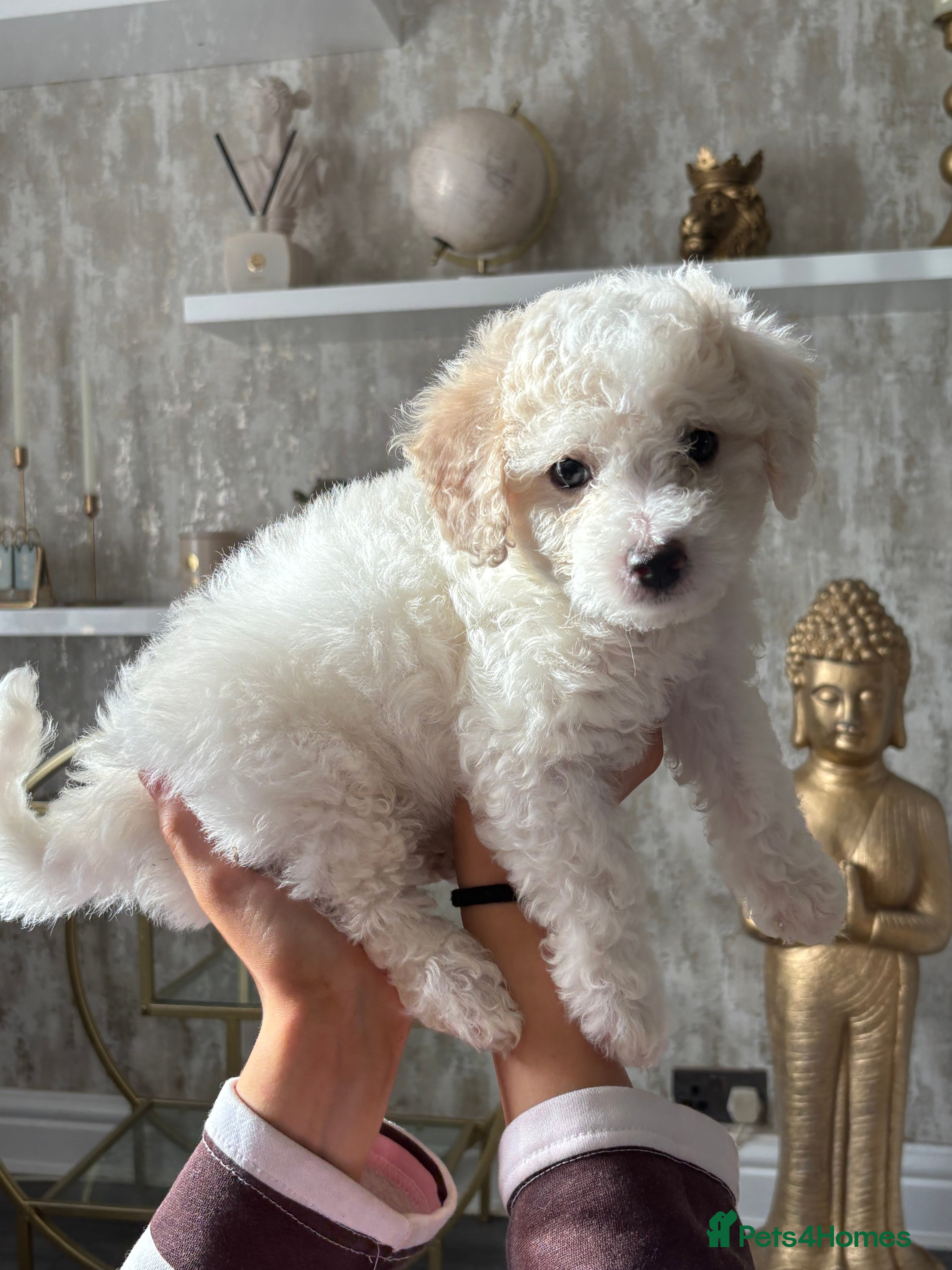 Cavapoochon dogs *REDUCED*READY TO LEAVE ON THE 7th Cavapoochon pup - Advert 2