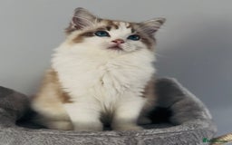 Ragdoll cats for sale: Champion blood,full pedigree Ragdoll kittens in Aylesbury - Image 38