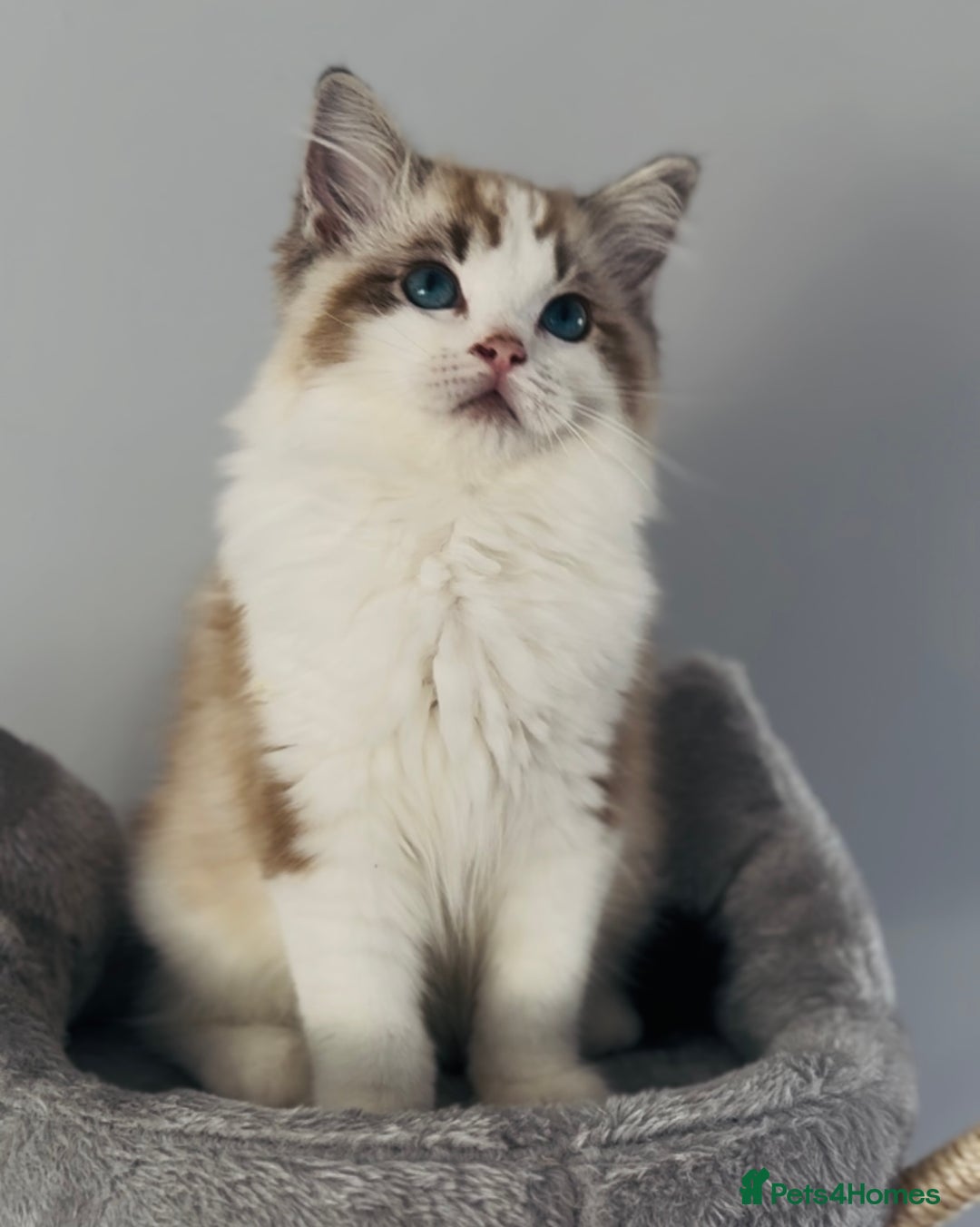 Ragdoll cats for sale: Champion blood,full pedigree Ragdoll kittens in Aylesbury - Image 38