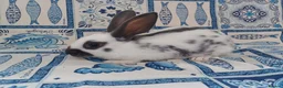 English rabbits for sale: Yurvac vaccinated purebred baby English rabbits! - Advert 10