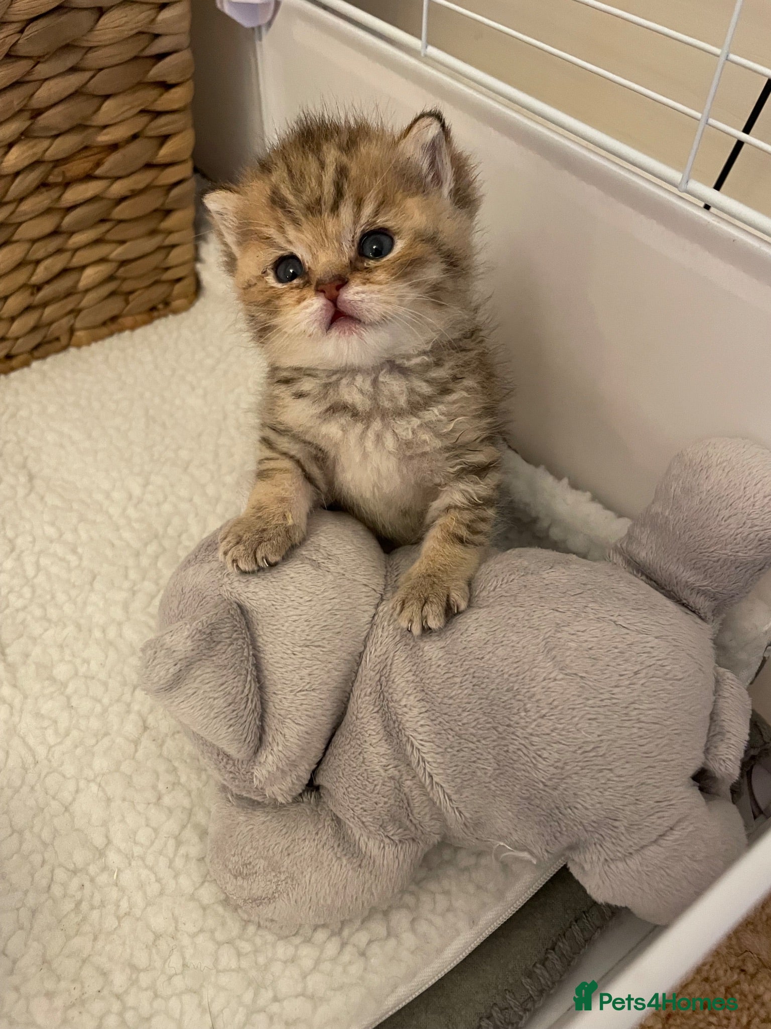 British Shorthair cats TICA reg Black Golden Kittens - Advert 12