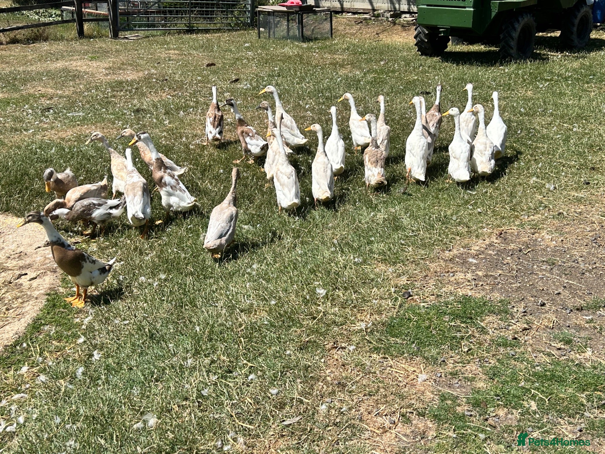 Ducks poultry Indian runner ducks - Advert 14
