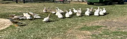 Ducks poultry for sale: Indian runner ducks - Advert 1