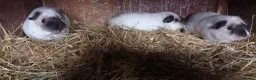 Guinea Pig rodents for sale: Californian guinea pigs males and females  in Skelmersdale - Advert 6