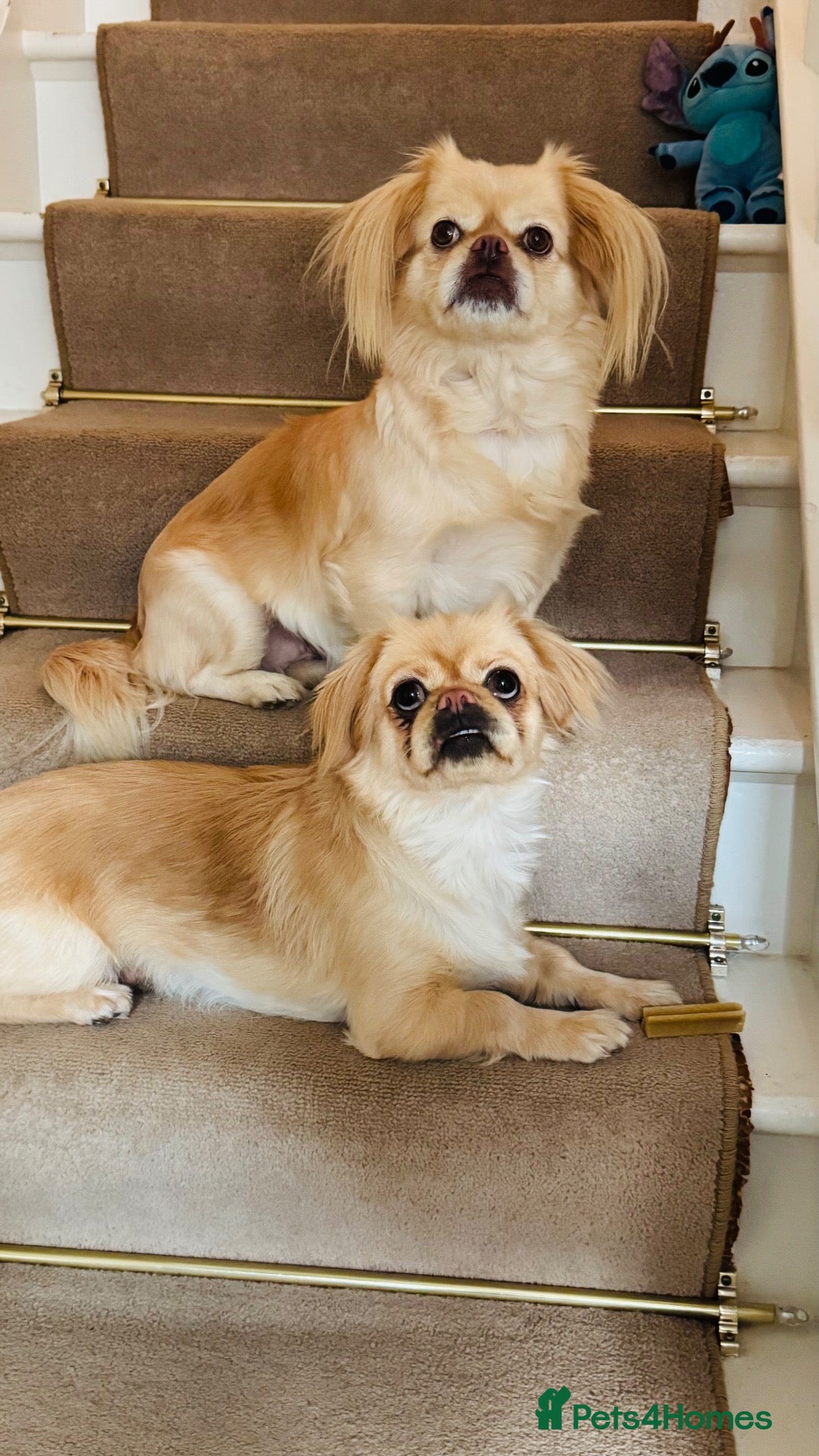 Pekingese dogs Puppies  - Advert 1