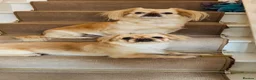 Pekingese dogs for sale: Puppies  in Portsmouth - Advert 1