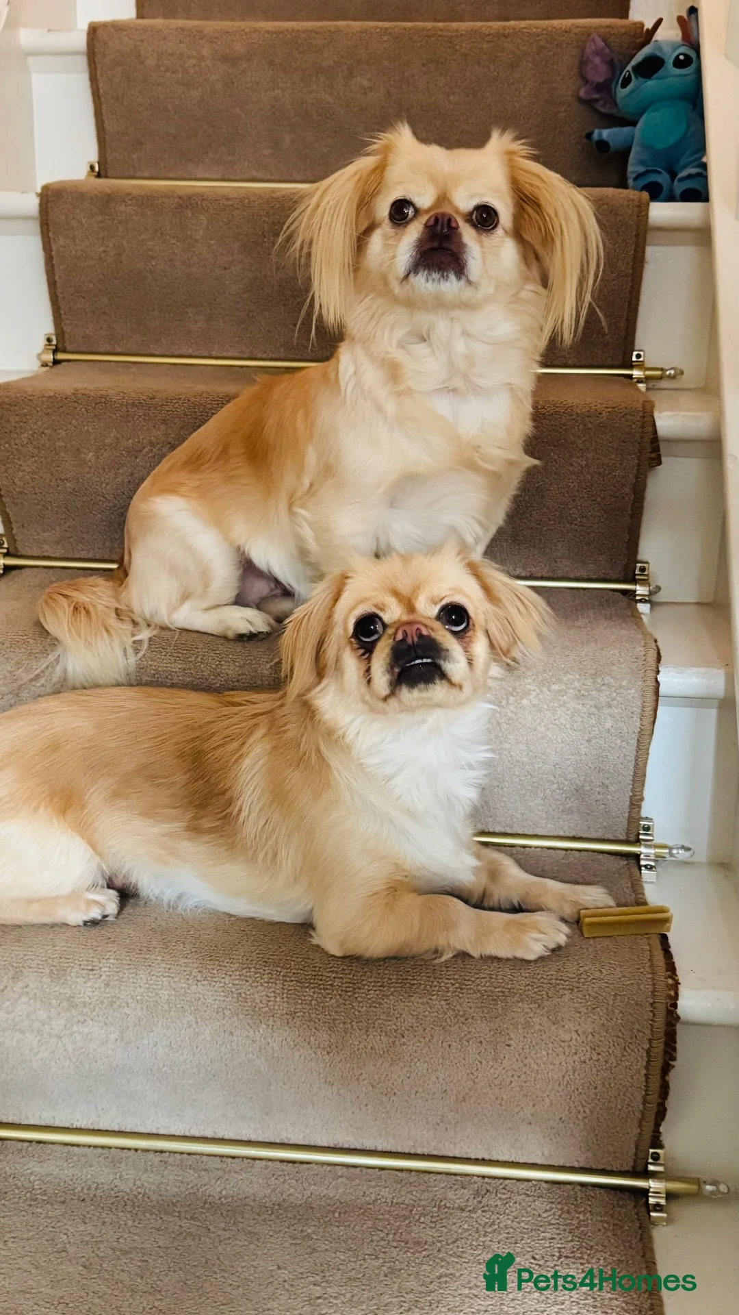 Pekingese dogs for sale: Puppies  in Portsmouth - Advert 1