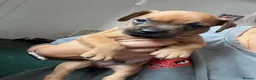 Mixed Breed dogs for sale: Sprocker spaniel x Frenchie-Pei  - Advert 14