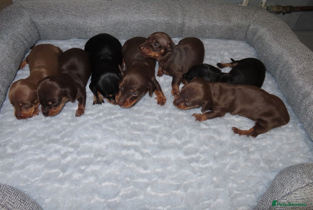 Dachshund dogs for sale: Dachshunds - Image 3