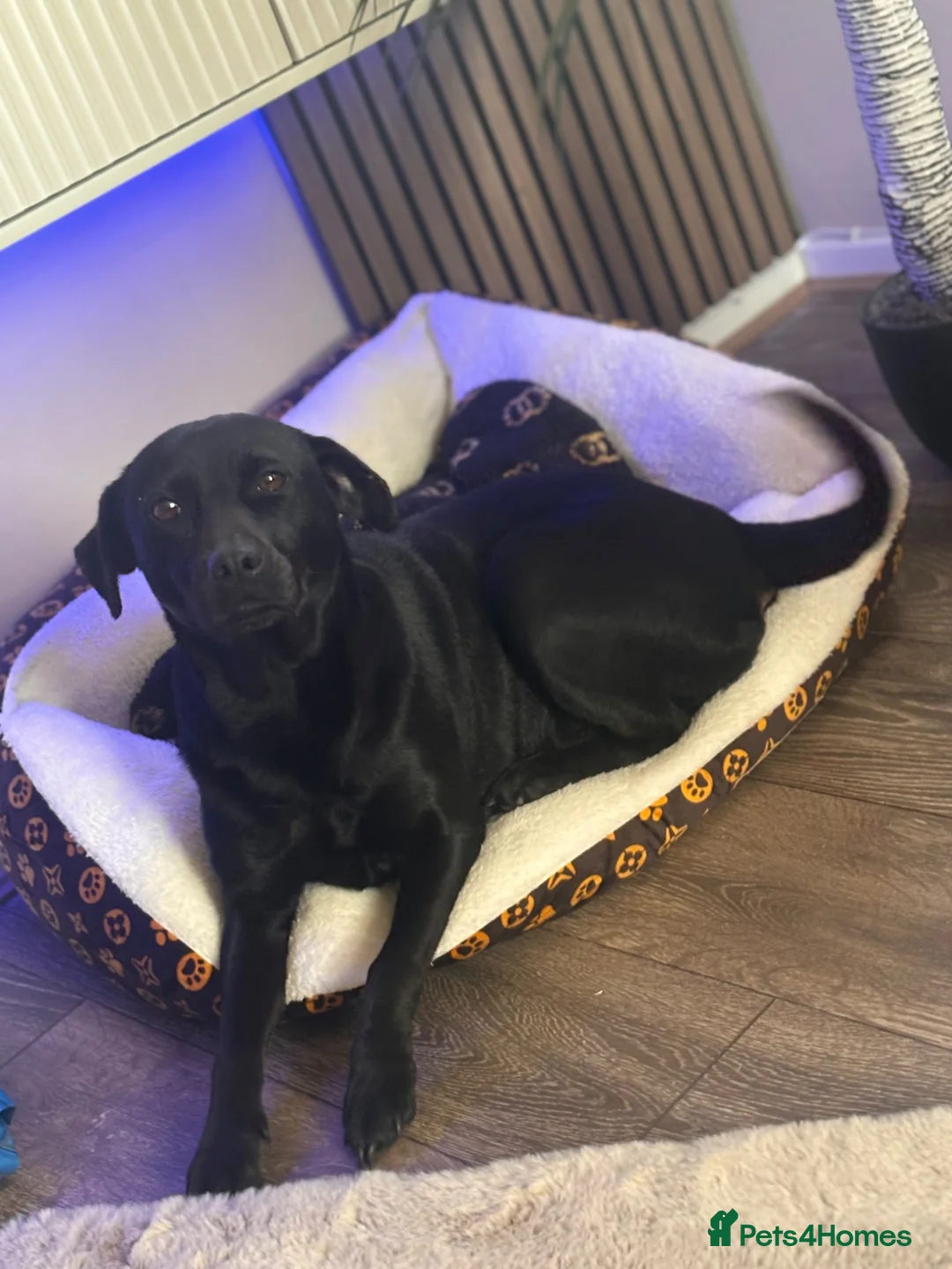 Borador dogs for sale: Rehoming lady  - Advert 2