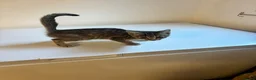 Mixed Breed cats for sale: 9 Adorable Mixed-Breed Kittens for Sale – £90  - Advert 32