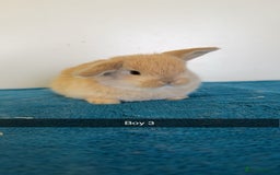 Mini Lop rabbits for sale: Pure mini lops for reserve  - Image 12