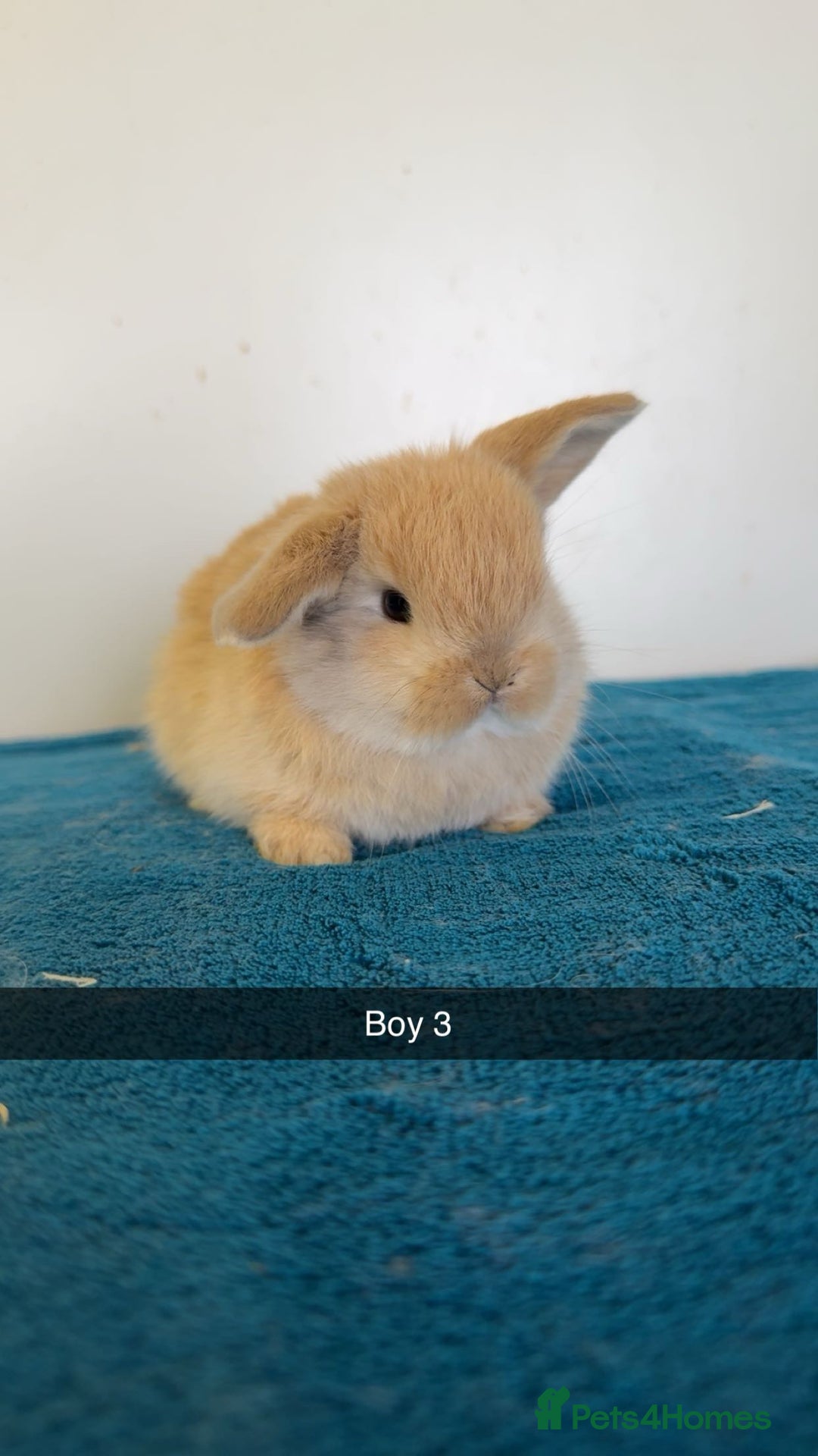 Mini Lop rabbits for sale: Pure mini lops for reserve  - Image 12