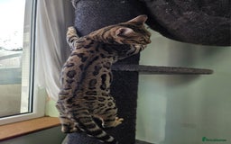 Bengal cats for sale:  Outstanding Quality Bengal kittens ready to leave - Image 31