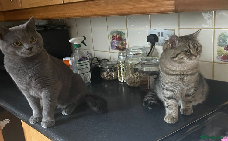 British Shorthair cats - Advert 2