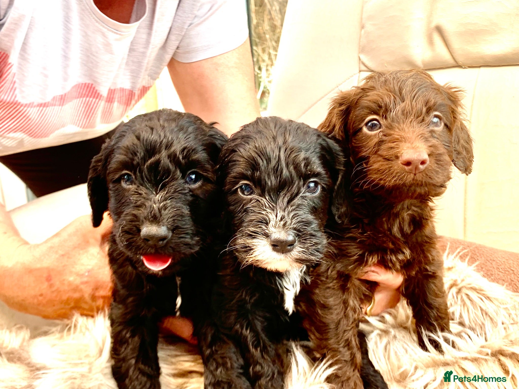 Cockapoo dogs STUNNING F1 COCKAPOO 2 GIRLS. 1 BOY LEFT   - Advert 1